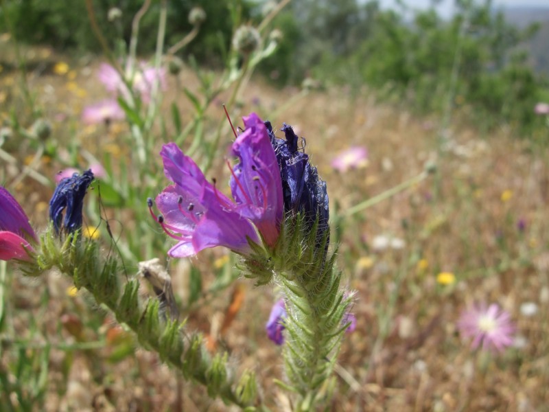 Anadalusien 2009 - 0083 